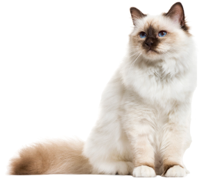 birman-cat-sitting-isolated-on-white-ABXWCHP_600